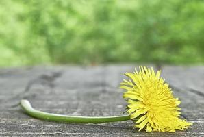 diente de león en la madera foto