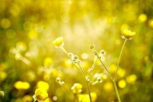 pequeñas flores de botón de oro foto