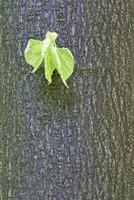 Lime leaf on wood photo