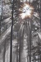 rayos de sol y bosque foto