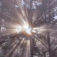 Sun rays and forest photo