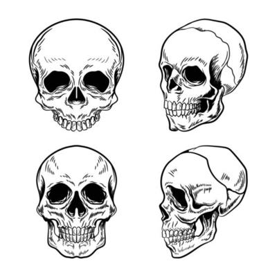Set of Realistic Skull Hand Drawn