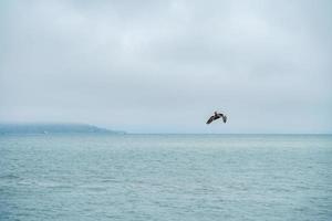 Brown Pelican over San Francisco bay photo