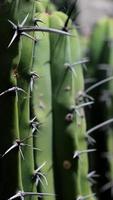 fond de cactus garambullo avec espace de copie video