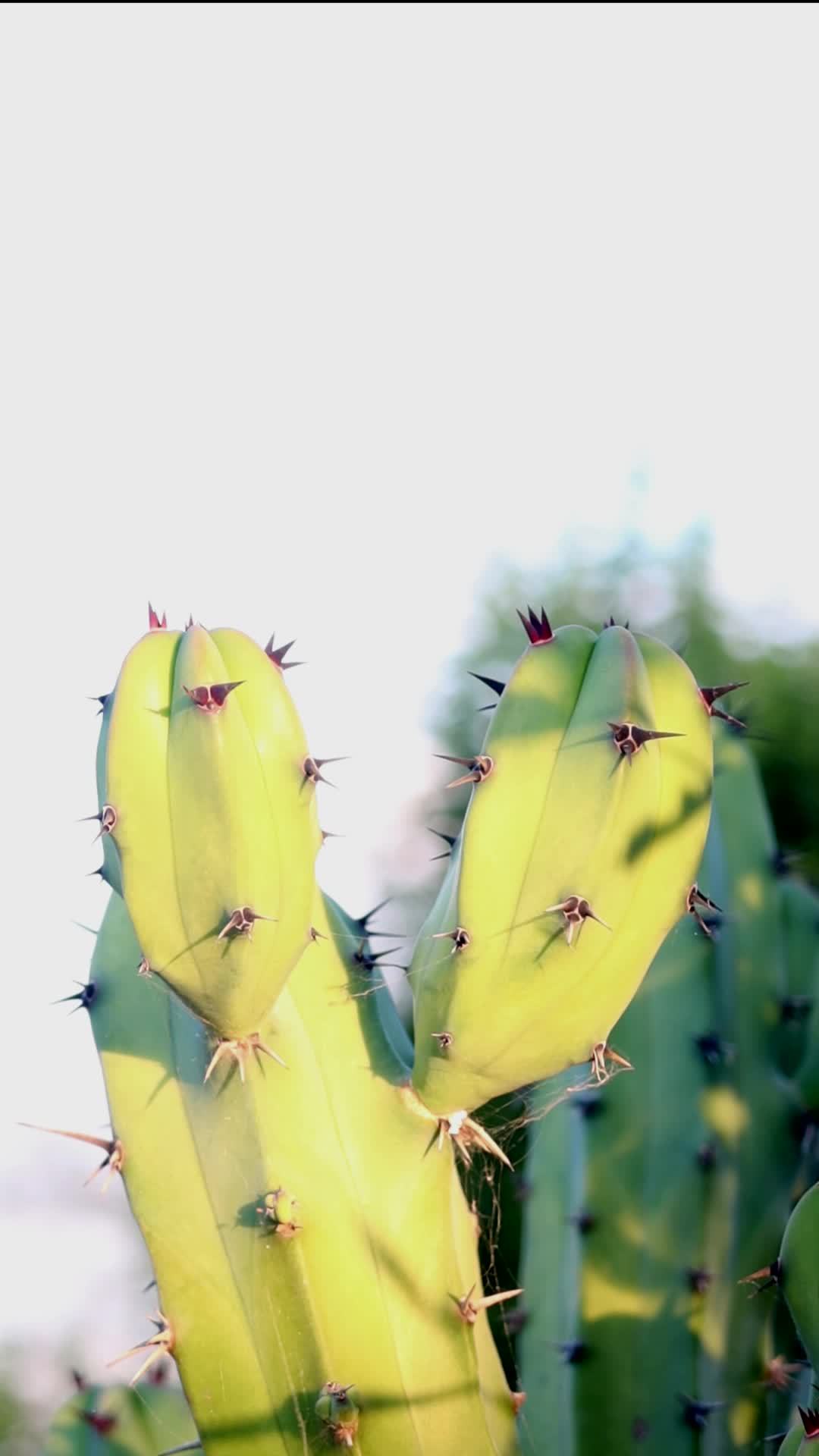 fondo de cactus garambullo con espacio de copia 12263264 Vídeo de stock