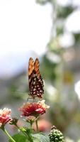 borboleta tirando pólen da flor vermelha video