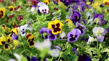 landschap met veel kleurrijk bloemen dat werken net zo een achtergrond video