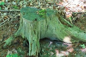 Detailed close up view on a forest ground texture with moss and branches photo