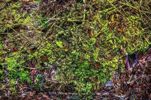 Detailed close up view on a forest ground texture with moss and branches photo