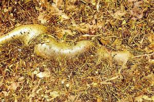 Detailed close up view on a forest ground texture with moss and branches photo