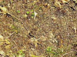 vista detallada de cerca en una textura de suelo forestal con musgo y ramas foto