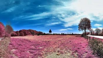 hermoso y colorido paisaje de fantasía en un estilo infrarrojo púrpura asiático foto