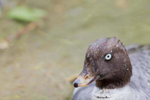 Isolated Water Raik Duck while looking at you photo