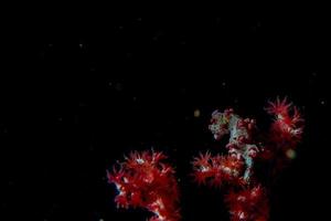 Bargibanti Pigmy Sea Horse the smallest in the world photo