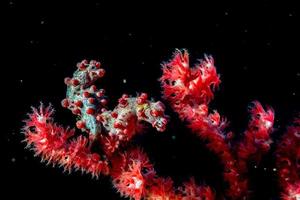 Bargibanti Pigmy Sea Horse the smallest in the world photo