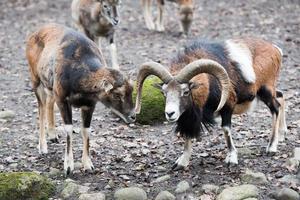 mouflon while charging photo