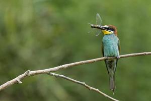 Bee eater on the tree isolated on green photo