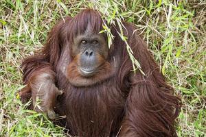 orangutan portrait on the grass background photo