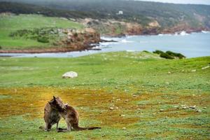 Kangaroo mother while kissing newborn son photo