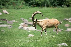 Deer ibex long horn sheep Steinbock photo