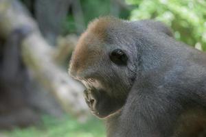 gorilla ape monkey close up portrait photo