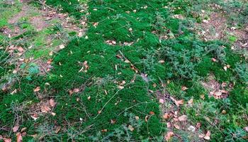 Detailed close up view on a forest ground texture with moss and branches photo