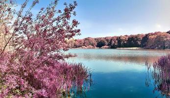 Beautiful and colorful fantasy landscape in an asian purple infrared style photo