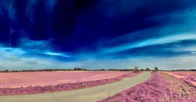 Beautiful and colorful fantasy landscape in an asian purple infrared style photo