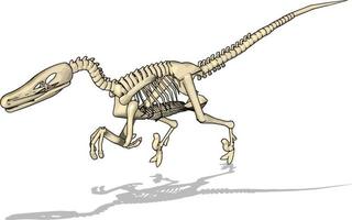 Dino skelet, illustration, vector on white background.