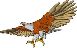 águila voladora, ilustración, vector sobre fondo blanco.