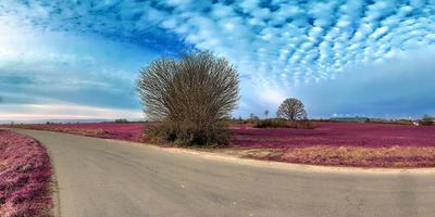 hermoso y colorido paisaje de fantasía en un estilo infrarrojo púrpura asiático foto