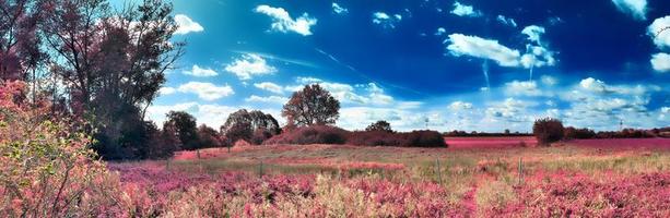 Beautiful and colorful fantasy landscape in an asian purple infrared style photo