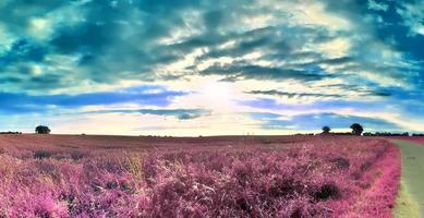 Beautiful and colorful fantasy landscape in an asian purple infrared style photo