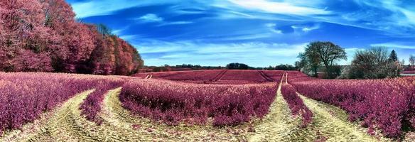 Beautiful and colorful fantasy landscape in an asian purple infrared style photo