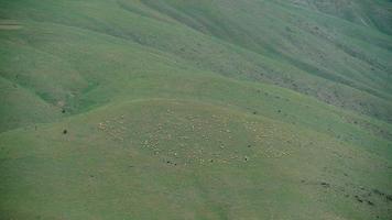 8k troupeau de moutons dans un pré couvert d'herbe verte fraîche video