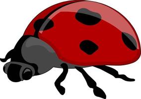 Red ladybug, illustration, vector on white background.