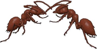 Two ants fighting, illustration, vector on white background.