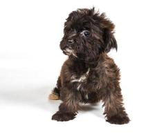 Puppy yorkshire terrier on the white background photo