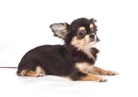 Funny puppy Chihuahua poses on a white background photo