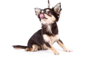 Funny puppy Chihuahua poses on a white background photo