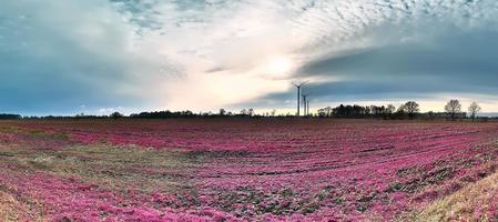 hermoso y colorido paisaje de fantasía en un estilo infrarrojo púrpura asiático foto