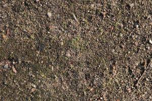 Detailed close up view on a forest ground texture with moss and branches photo