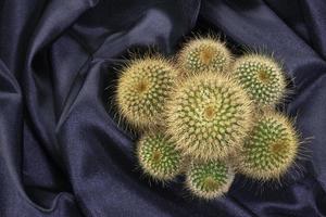 Cactus and black linen photo
