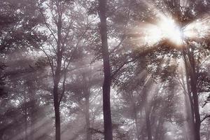 Sun rays and forest photo