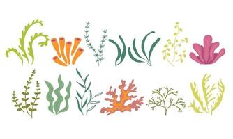 flora marina submarina. algas marinas plantas oceánicas fitoplancton, algas, laminaria, musgo marino. conjunto de mar verde. ilustración vectorial sobre un fondo blanco vector