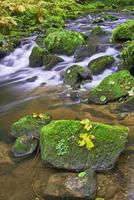 Autumn brook and river photo