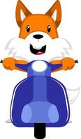 Fox on scooter, illustration, vector on white background.