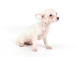 Funny puppy Chihuahua poses on a white background photo