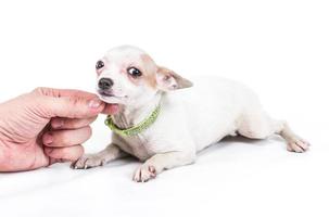 gracioso cachorro chihuahua posa sobre un fondo blanco foto