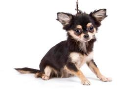 Funny puppy Chihuahua poses on a white background photo